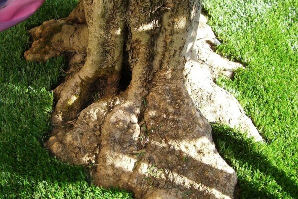 detourer une racine d'arbre avec du gazon synthétique